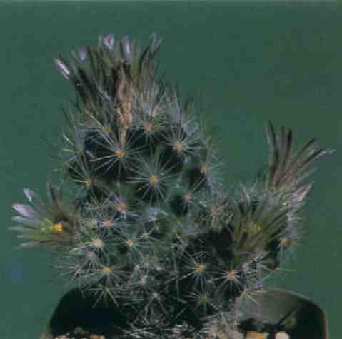 Esc069