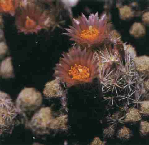 Esc071