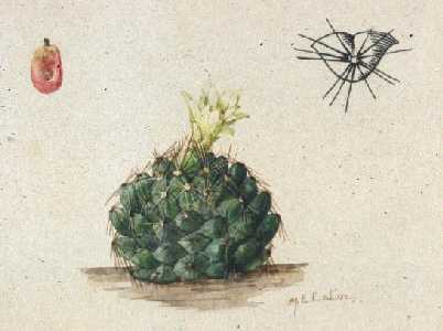 The Cactaceae, 4, pl. 5, fig. 1