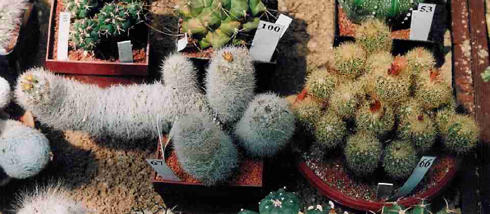 Escobaria schafei, Escobaria asperispina