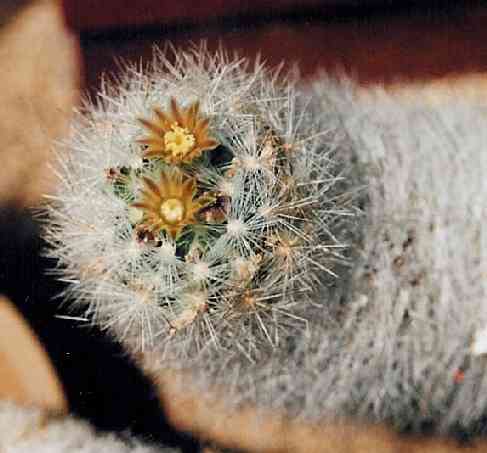 Escobaria schafei