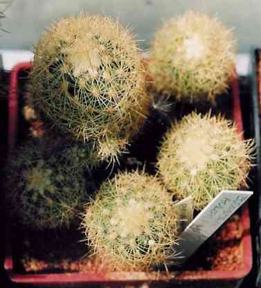 Escobaria aureispina