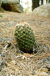 Esc238