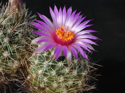 Esc240