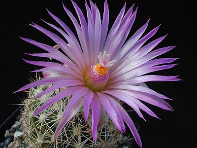 Esc243
