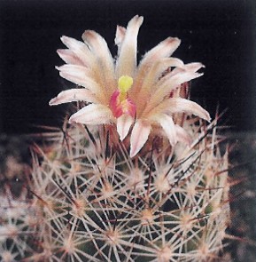 Escobaria strobiliformis subsp. sisperai