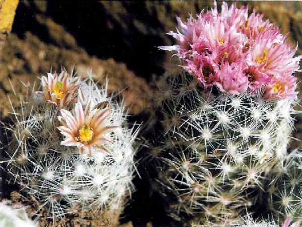 Escobaria dasyacantha var. duncanii