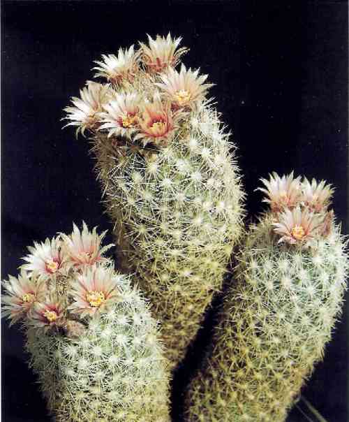 Escobaria orcuttii var. orcuttii