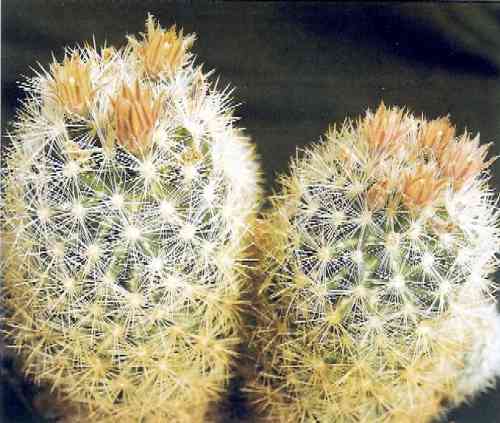 Escobaria orcuttii var. macraxina