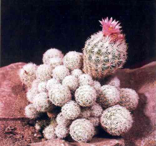 Escobaria sneedii var. leei