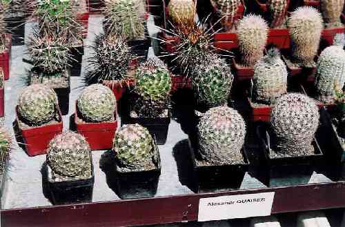 okruh Escobaria vivipara