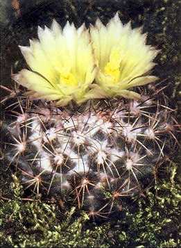 Coryphantha pycnacantha ssp. sniceri (syn.: Escobaria sniceri)