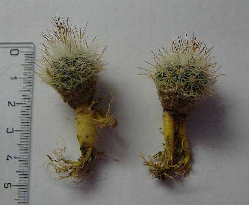 Esc. dasyacantha v. duncanii