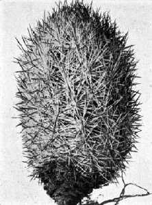 The Cactaceae, 4, fig. 44