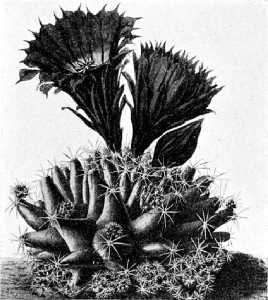 The Cactaceae, 4, fig. 50