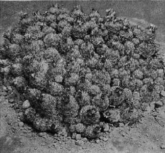 The Cactaceae, 4, fig. 53
