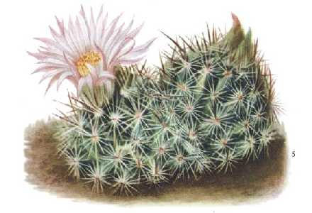 Coryphantha arizonica