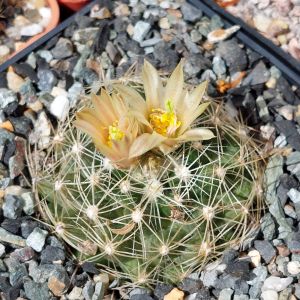 Escobaria missouriensis subsp. missouriensis SB 205