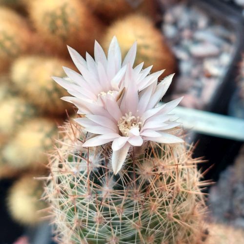 E. tuberculosa