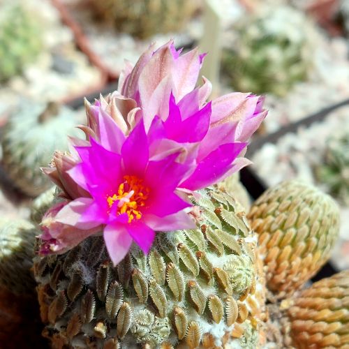 P. aselliformis